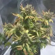 Lady Gholitra