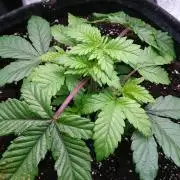 Bagseed BloodDragon lastone