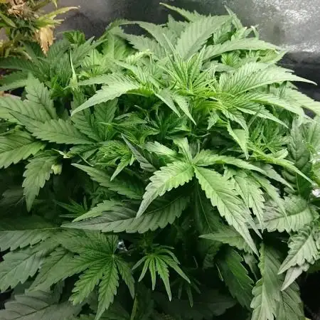 Growing Contest 2025 Delicious Seeds2Try