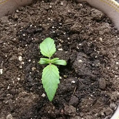 BagseedBloodDragon