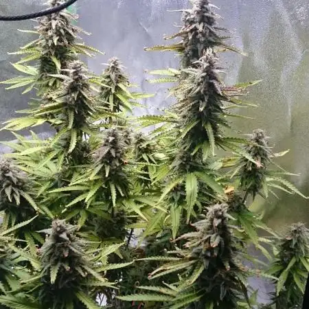 Dutch Passion Growing Competition 2025