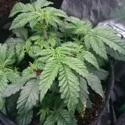 Bagseed BloodDragon lastone