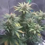 Lady Gholitra