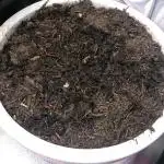 Bagseed BloodDragon lastone