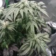 Bagseed BloodDragon lastone