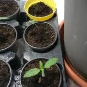 Dutch Passion Growing Competition 2026 A