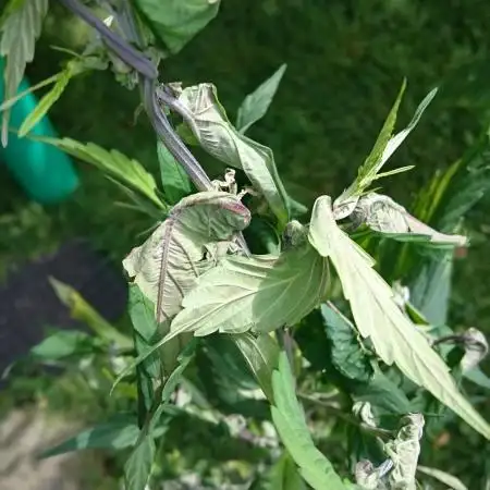 Variegated Delight (Male Outdoor)