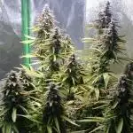 Dutch Passion Growing Competition 2025