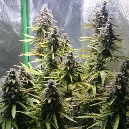 Dutch Passion Growing Competition 2025