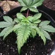 Bagseed BloodDragon lastone
