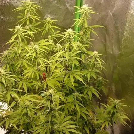 Dutch Passion Growing Competition 2025