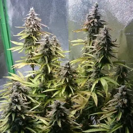 Dutch Passion Growing Competition 2025