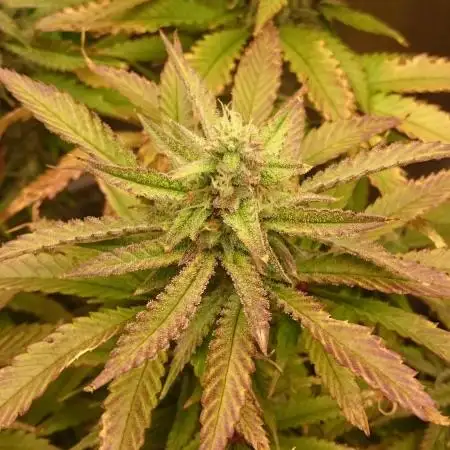 My First Fastbuds