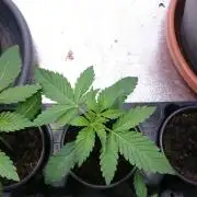 Dutch Passion Growing Competition 2026 B