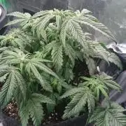 Bagseed BloodDragon lastone