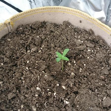 BagseedBloodDragon