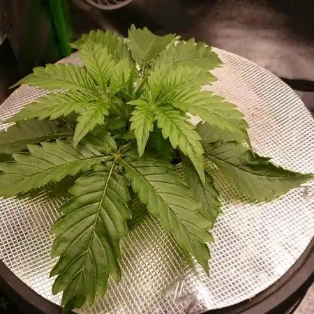 My First Fastbuds