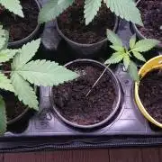 Dutch Passion Growing Competition 2026 A