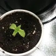 Bagseed BloodDragon lastone