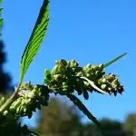 Variegated Delight (Male Outdoor)