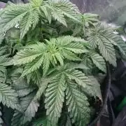 Bagseed BloodDragon lastone