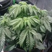Bagseed BloodDragon lastone