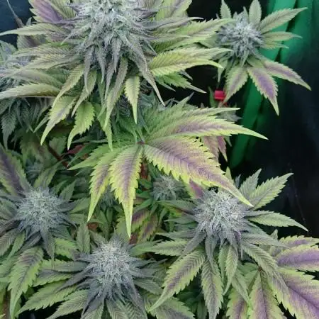 Photo contest Dutch Passion & Super Sativa Seed Club