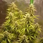 Dutch Passion Growing Competition 2025