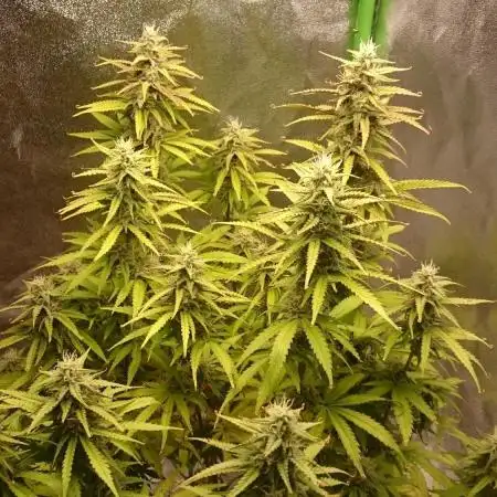 Dutch Passion Growing Competition 2025