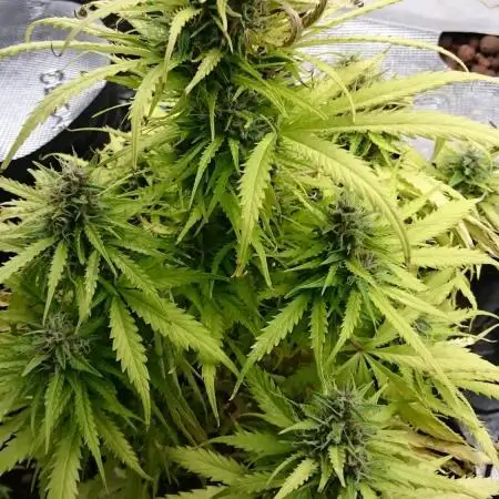 Dutch Passion Growing Competition 2025 (MAC)