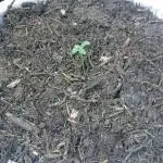 Bagseed BloodDragon lastone