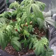 Bagseed BloodDragon lastone