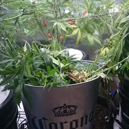 Dutch Passion Growing Competition 2025