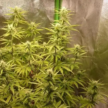 Dutch Passion Growing Competition 2025