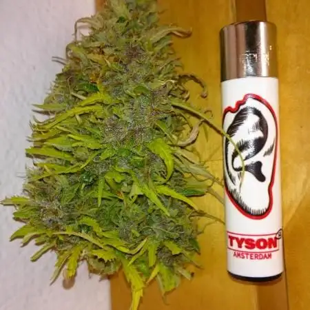 Dutch Passion Growing Competition 2025 (MAC)