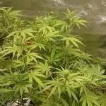 Dutch Passion Growing Competition 2025
