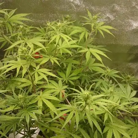 Dutch Passion Growing Competition 2025