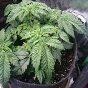 Bagseed BloodDragon lastone