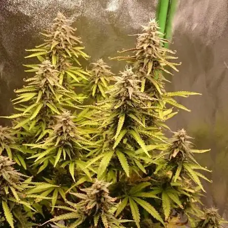 Dutch Passion Growing Competition 2025