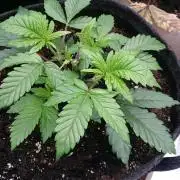 Bagseed BloodDragon lastone