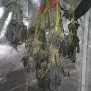 Bagseed BloodDragon lastone