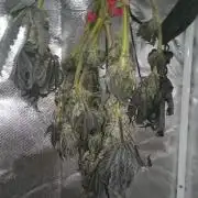 Bagseed BloodDragon lastone