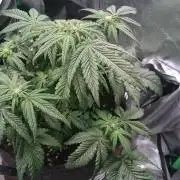 Bagseed BloodDragon lastone