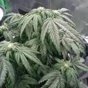 Bagseed BloodDragon lastone