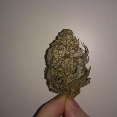 Lady Ambrosia