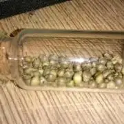 Preservation Mongolistica Lemon