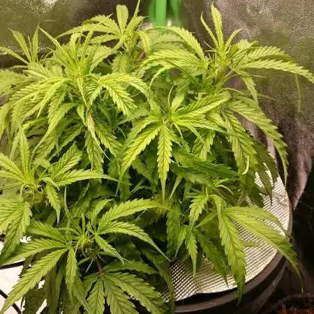 2025 Global Autoflowering Competition