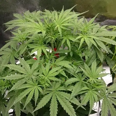 Dutch Passion Growing Competition 2025