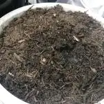 Bagseed BloodDragon lastone