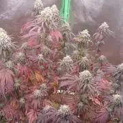 Lady Ambrosia